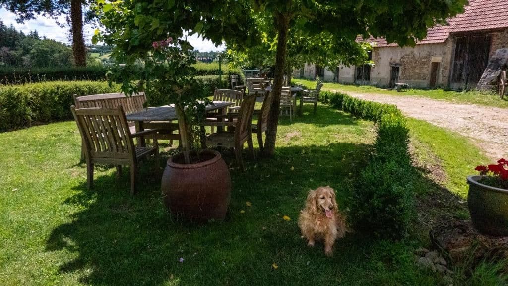 Garden table under the tree, with the farm dog